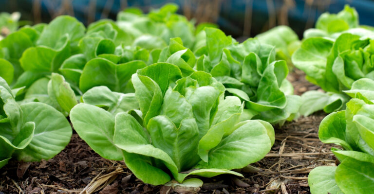 vegetables (featured image)