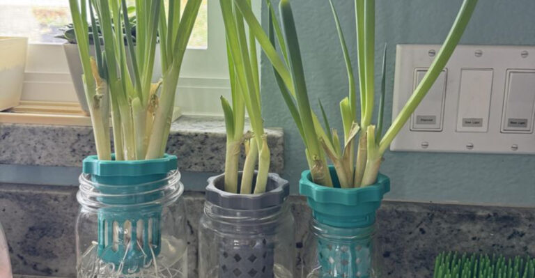 growing green onion