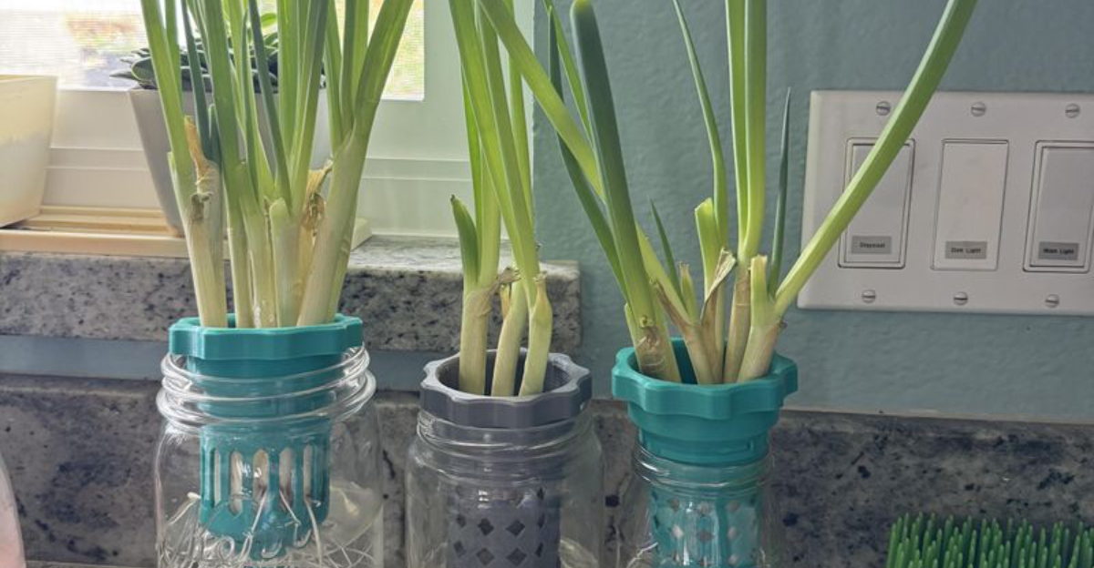 How To Grow Green Onions Indoors All Winter In Illinois