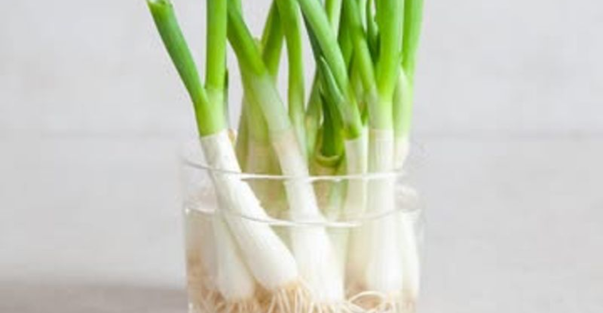 How To Grow Green Onions Indoors On A Windowsill, Even In Washington Winters
