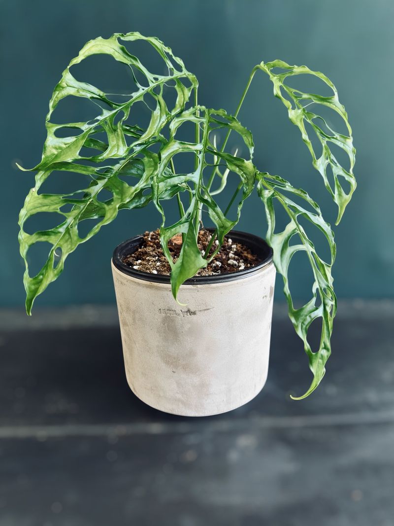 Confirm You Have A True Monstera Obliqua First