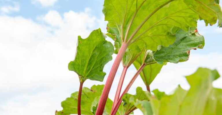 rhubarb plant