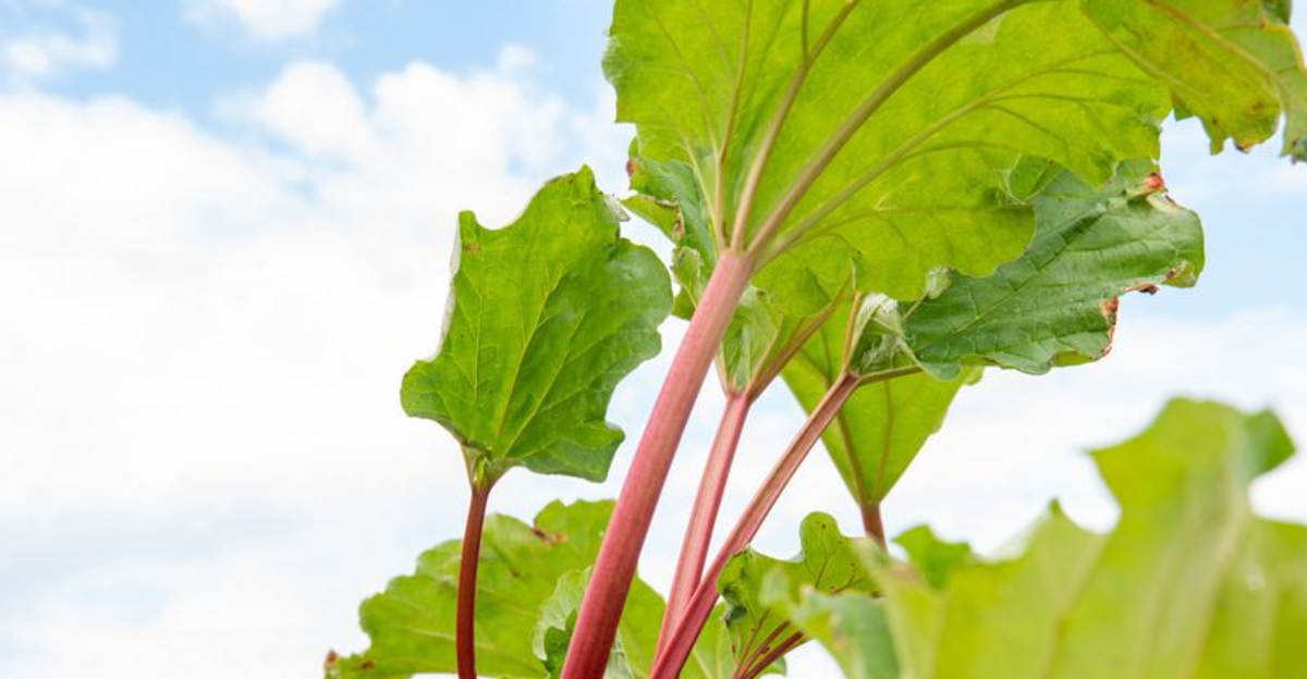 rhubarb plant