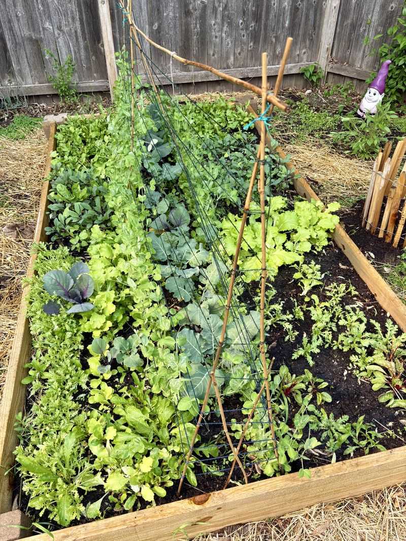How To Keep Your Salad Garden Producing Into Spring