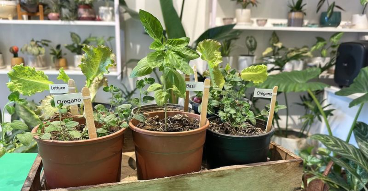 herbs (featured image)