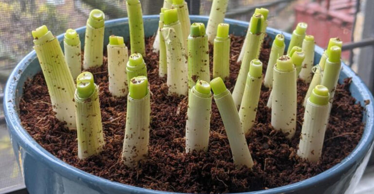 green onions grown indoors in soil