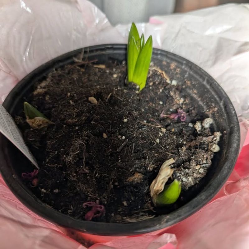 Plant Hyacinth Bulbs At The Right Depth For Michigan Winters