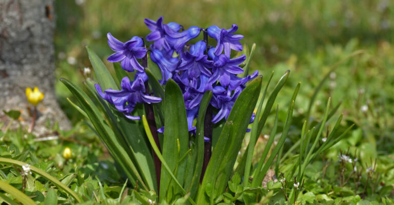 Hyacinths (featured image)