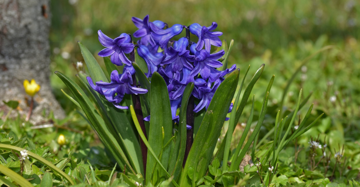 Hyacinths (featured image)