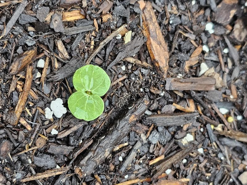 Florida Soil Warms On Its Own Schedule