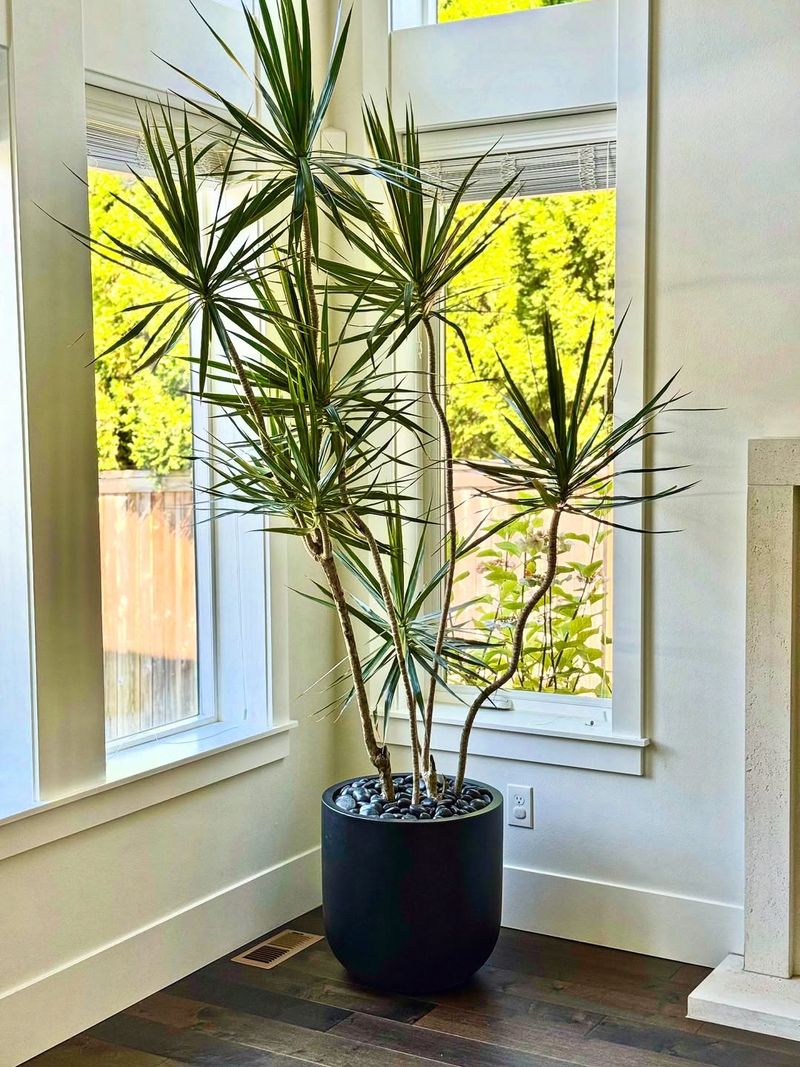 Fill Empty Corners With Tall Statement Plants