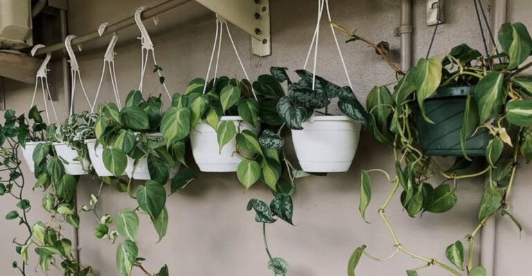 hanging pothos plant