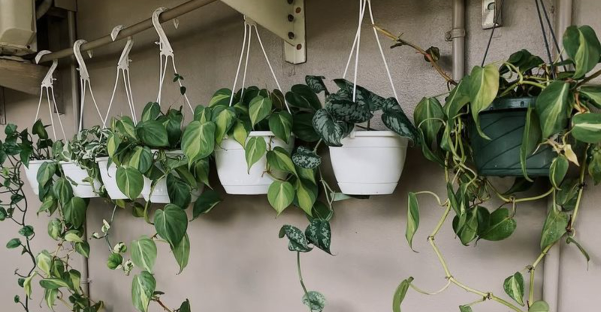 hanging pothos plant