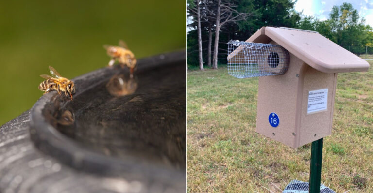 bee drinking water and safe birdhouse