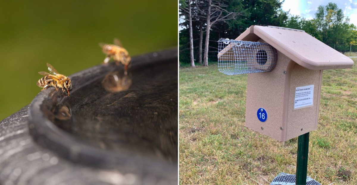 bee drinking water and safe birdhouse