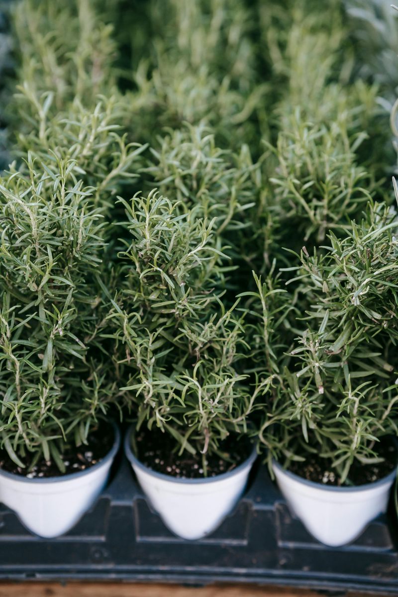 Rosemary Handles Heat And Seasonal Weather Better Than Many Ornamentals