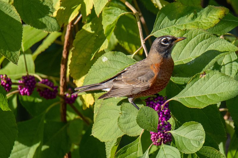 Wildlife Species That Use American Beautyberry