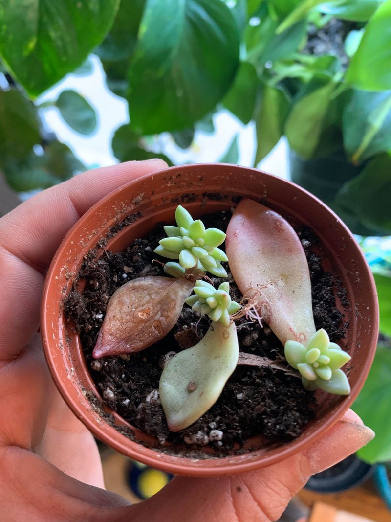 Plant Only After Roots Are Well Formed