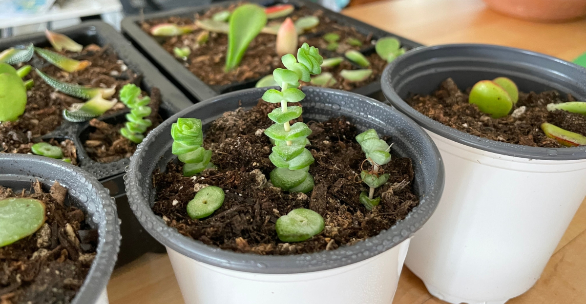 leaf propagation (featured image)