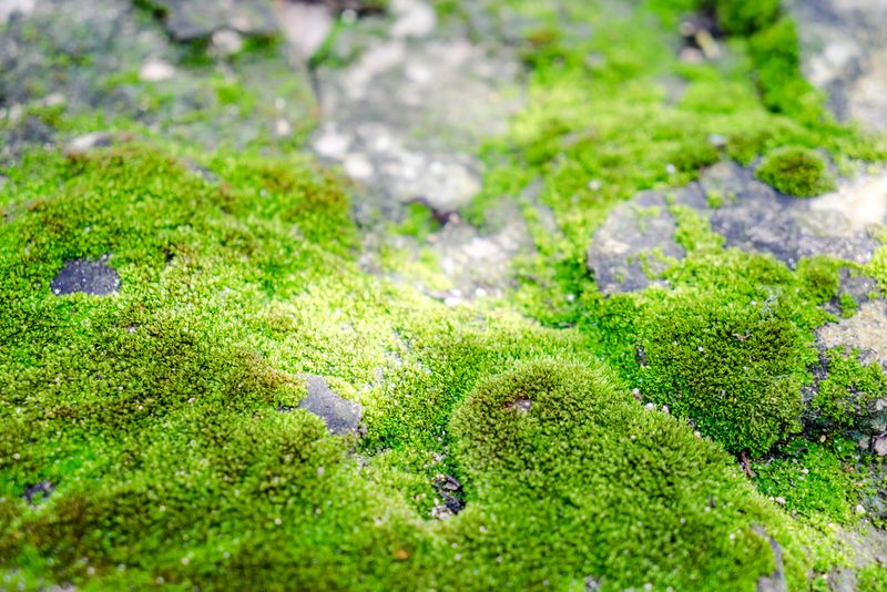 When Drainage And Sunlight Make The Biggest Difference