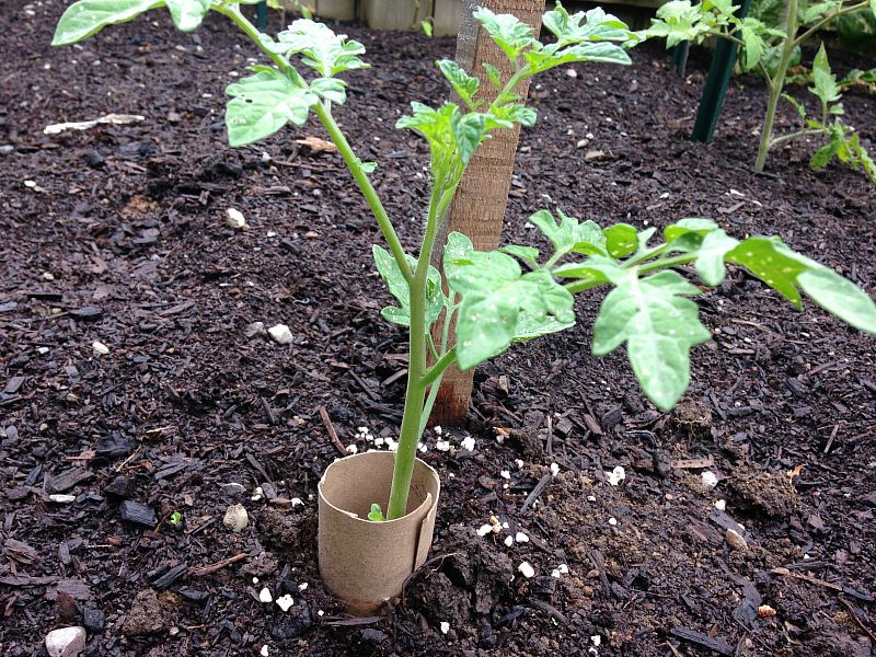 Using Toilet Paper Rolls To Protect Young Roots