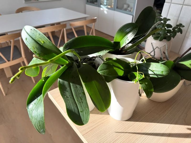 Increase Humidity Instead Of Watering More Often