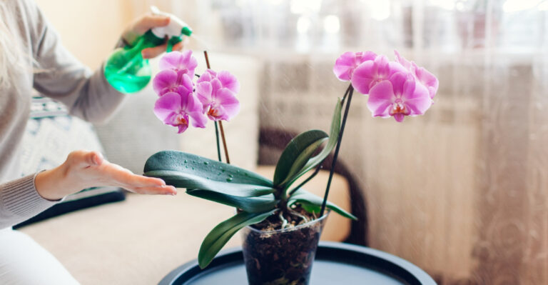 orchid (featured image)
