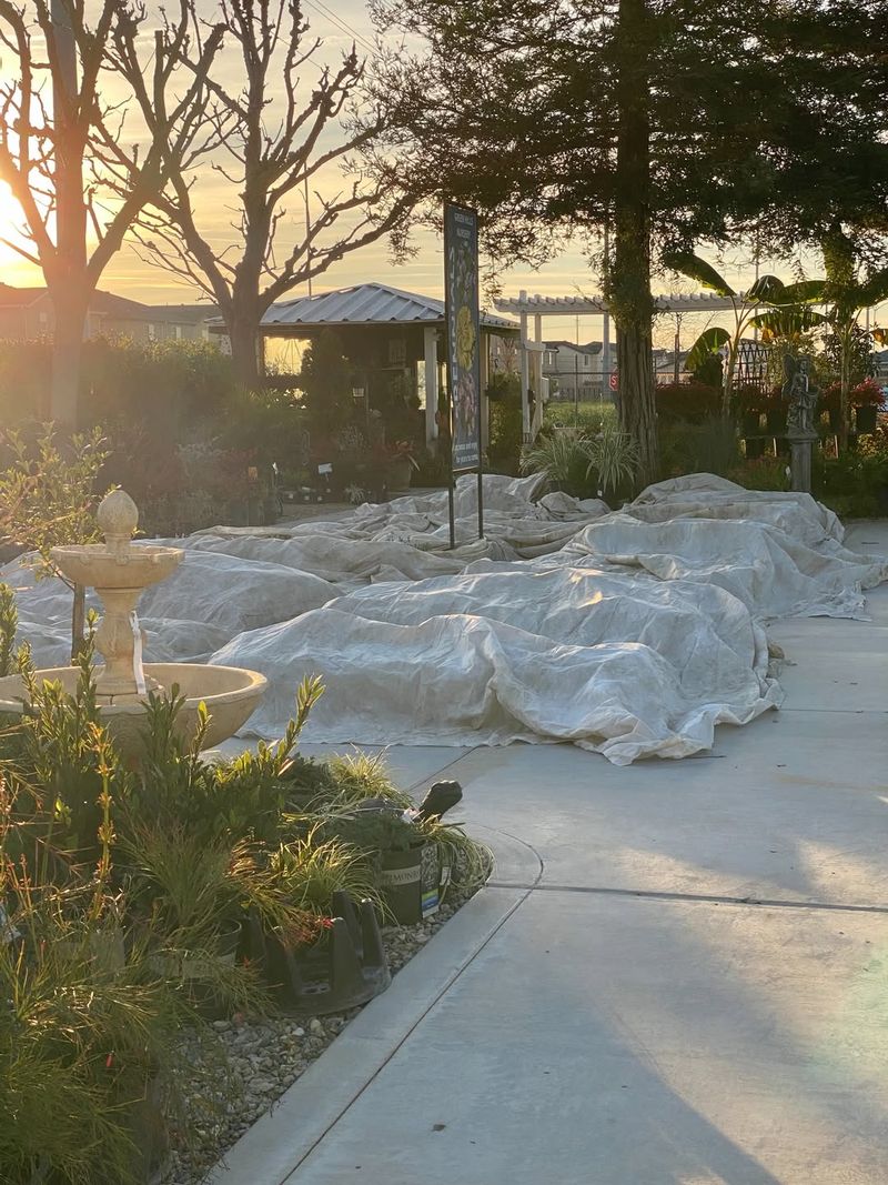 Cover Plants With Frost Blankets Before Sunset