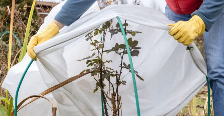 protecting plants from freeze