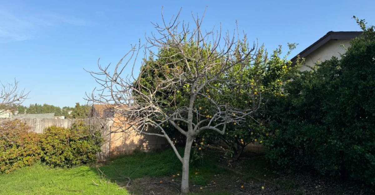 fig tree (featured image)
