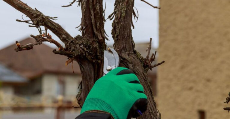 fig tree pruning