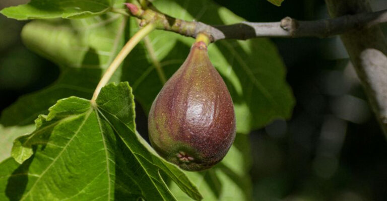 fig tree fruit