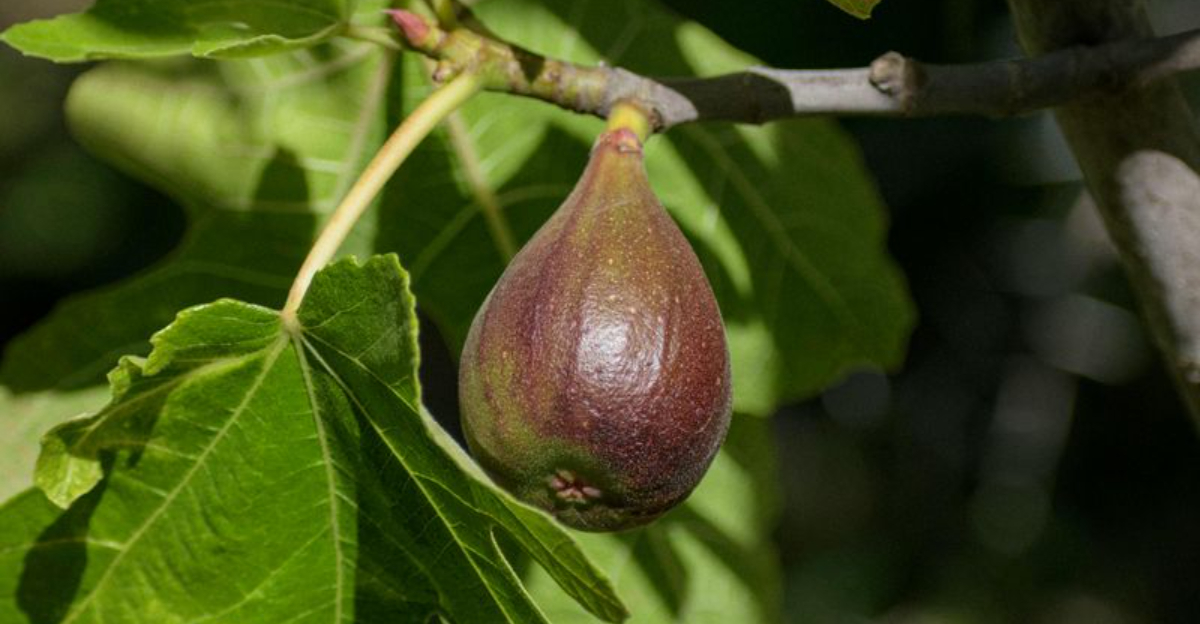 How To Prune Fig Trees For Healthier Growth And Bigger Harvests In Texas