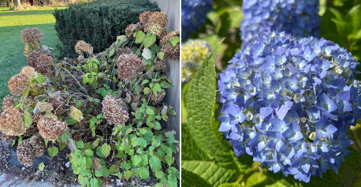 hydrangea pruning tips