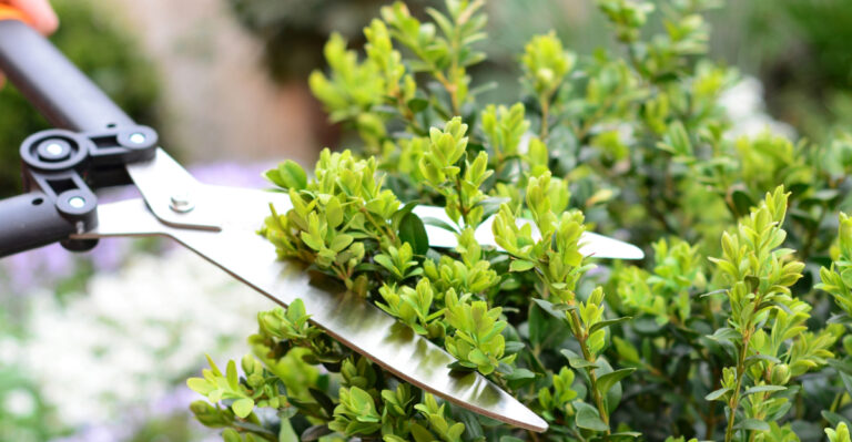 pruning shrub (featured image)