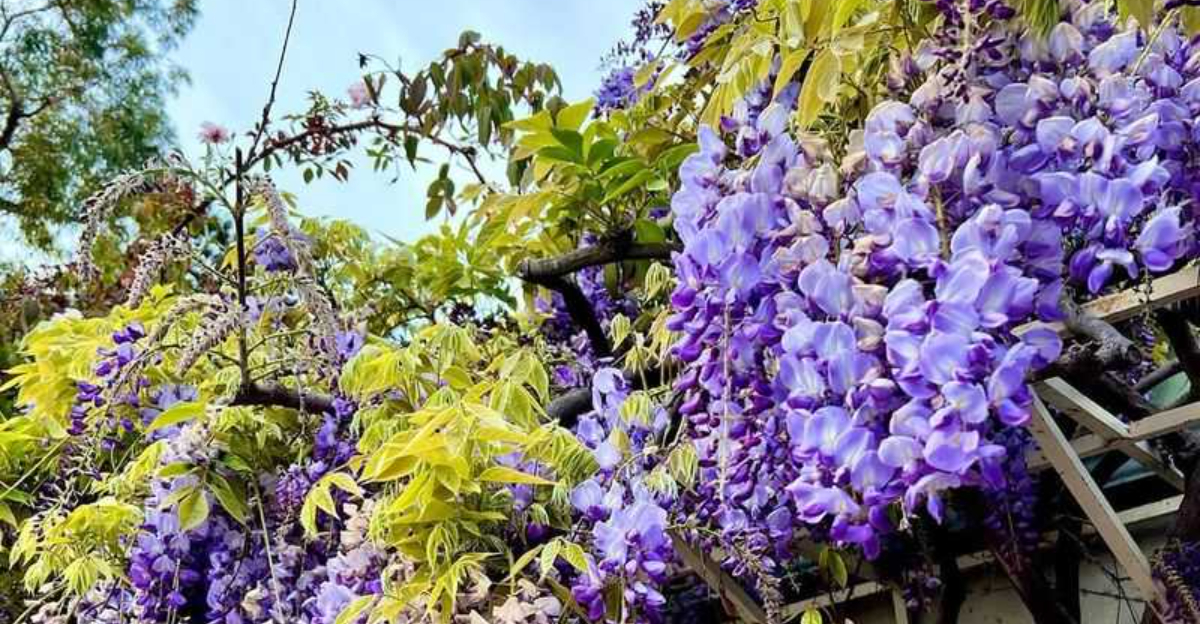 wisteria vine