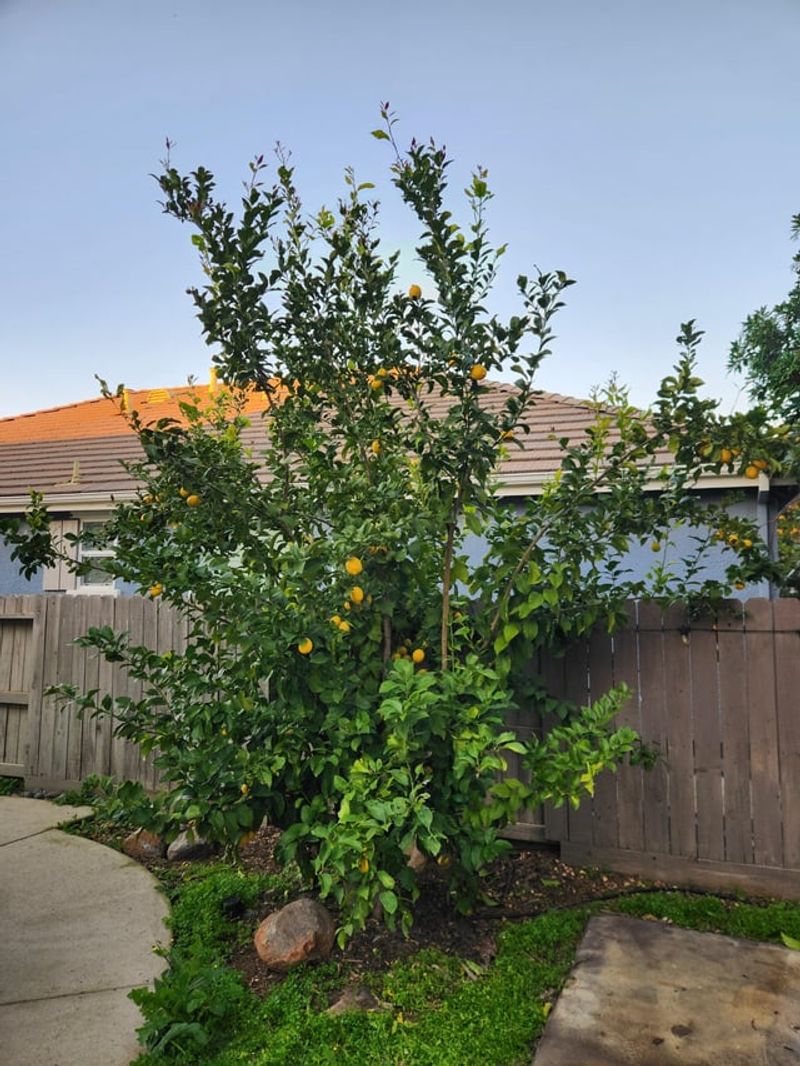 The Best Time To Prune Citrus