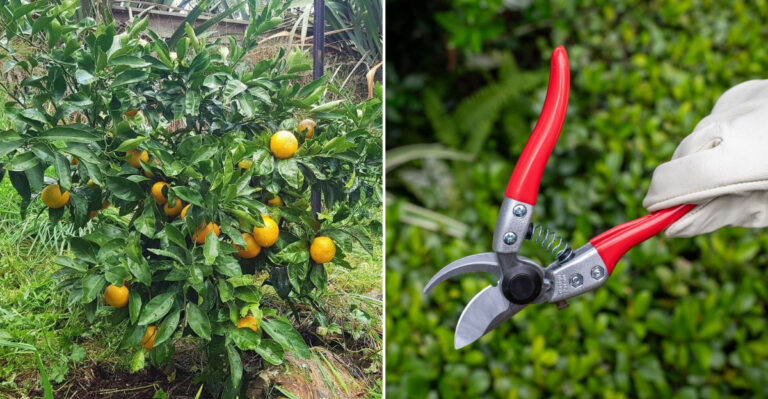 citrus tree pruning