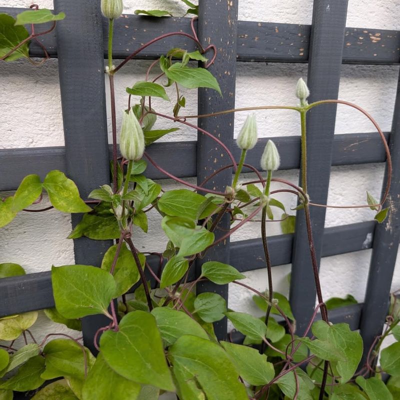 Pruning Early Blooming Clematis In Florida