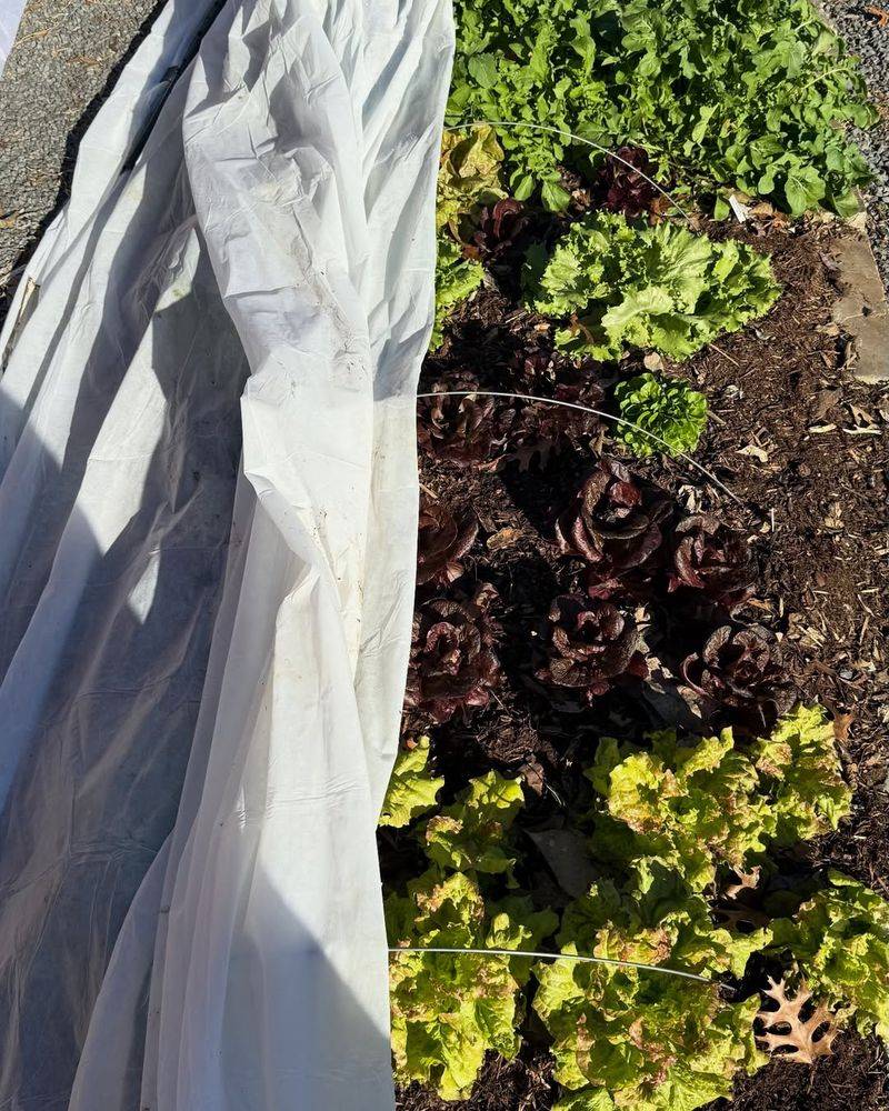 Use Frost Cloth Or Covers On Cold Nights