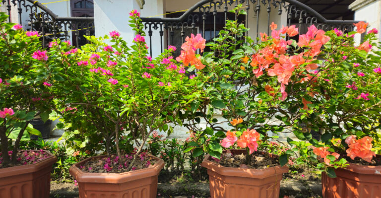 plants (featured image)