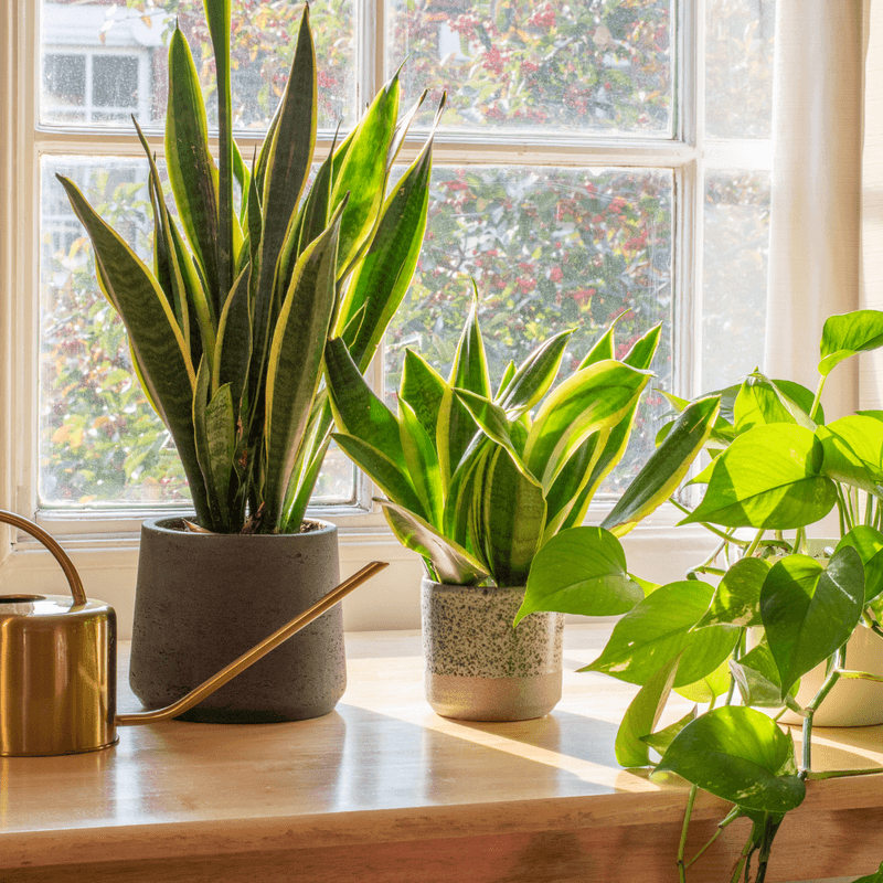 Move Plants Closer To Natural Light Sources