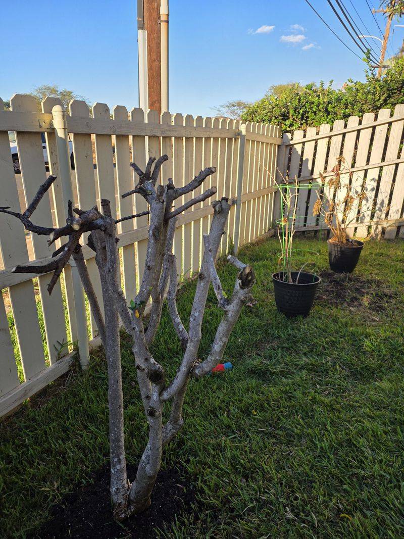 Common Hibiscus Pruning Mistakes Florida Gardeners Make