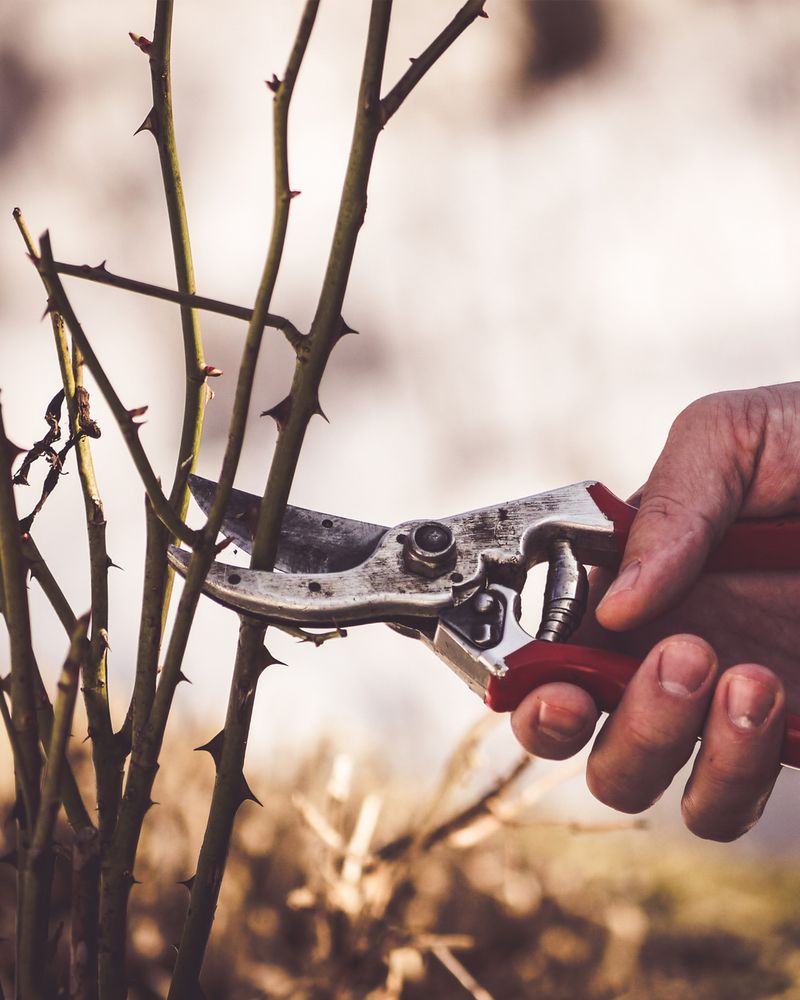 Proper Pruning Cuts That Promote Healthy Growth