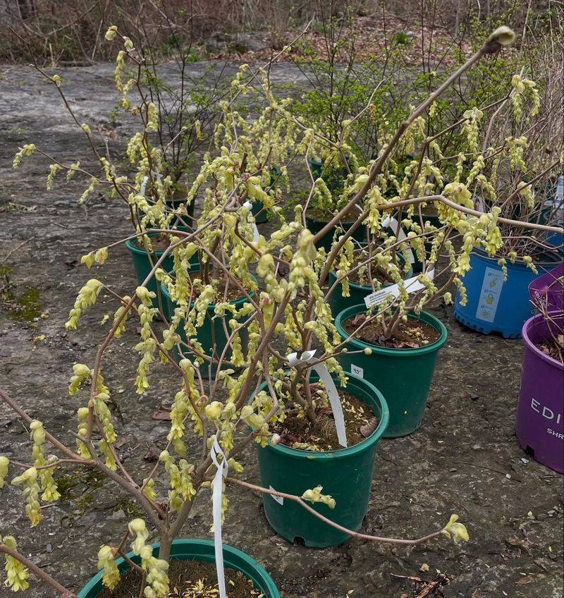 When Light Cleanup Or Damage Pruning Is Acceptable In Winter