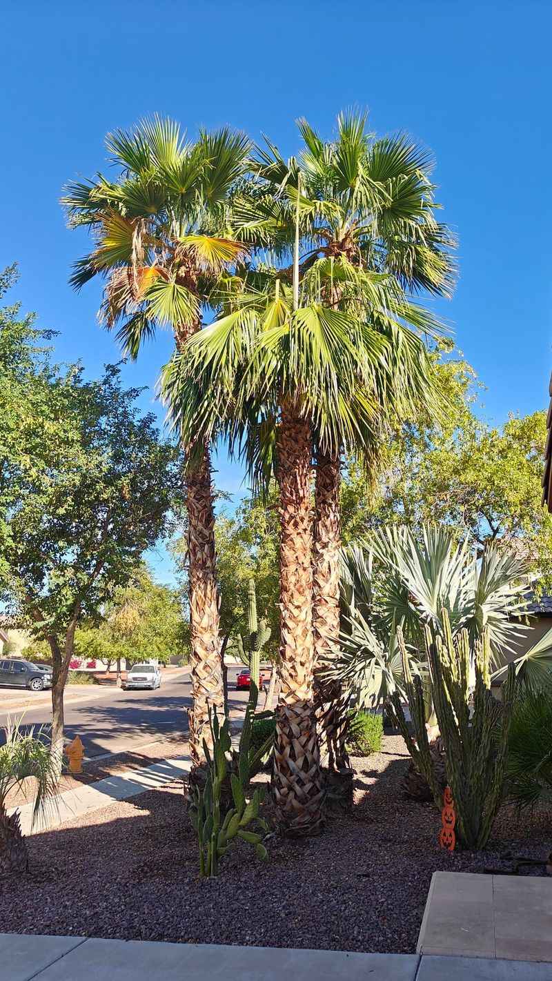 Figure Out Why The Palm Is Leaning In The First Place