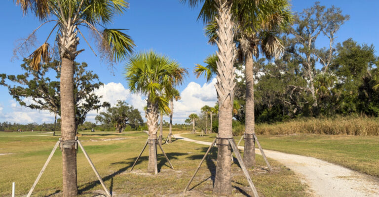 palm trees (featured image)