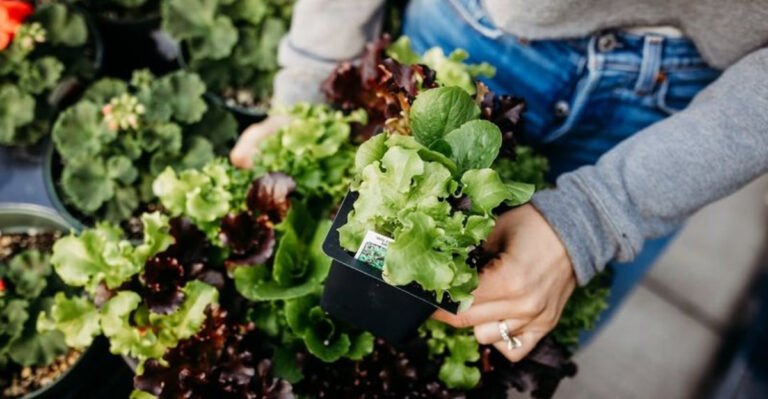 planting salad garden