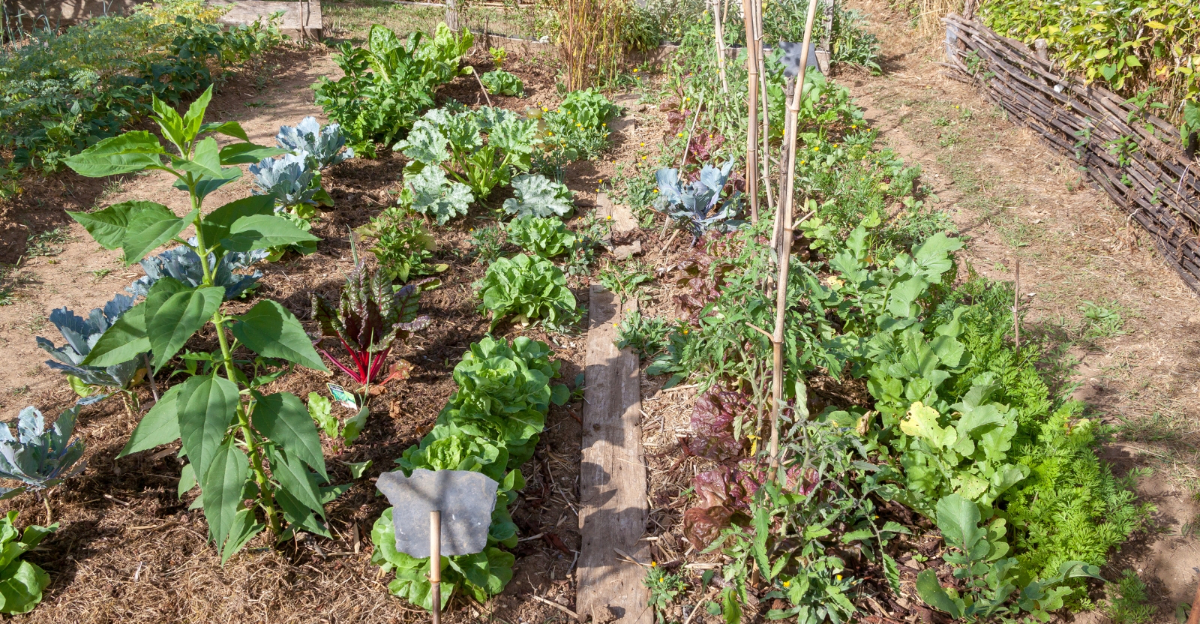 How To Start A Vegetable Garden That&rsquo;s Easy To Maintain In Texas