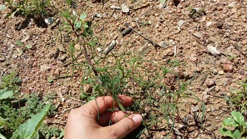 Remove Young Plants Before They Flower